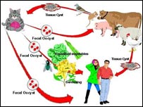 توکسوپلازمورس