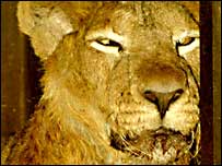 संकर प्रजाति के शेर