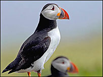 Puffin [photo: Terry Cavner]