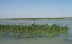 The marshlands of Southern Iraq