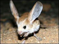 Jerboa de orelhas longas (imagem: London Zoological Society)