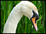 Mute Swan