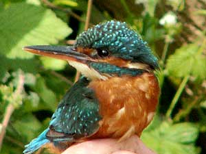 Kingfisher (Image: Clare Gray, Herts Wildlife Trust)
