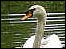 Swan - Sandwell Valley