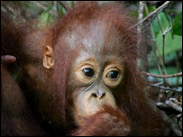 ओरंगउटान