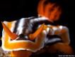 Chromodoris Magnifica  (David and Debi Henshaw)