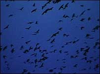 Rooks at night
