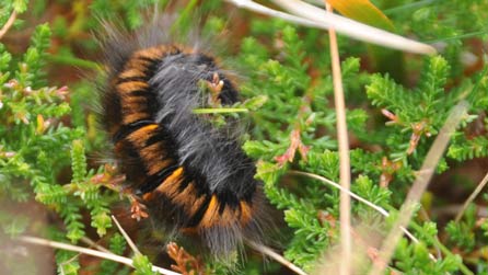 Lindys Gwyfyn y cadno