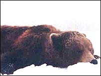 خرس قهوه ای