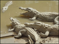 Crocodilos