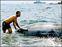 Baleia encalhada nas Ilhas Canárias (foto de Guayarmina Brito