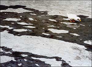 عکس از محمود آل احمد