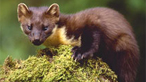 Pine marten