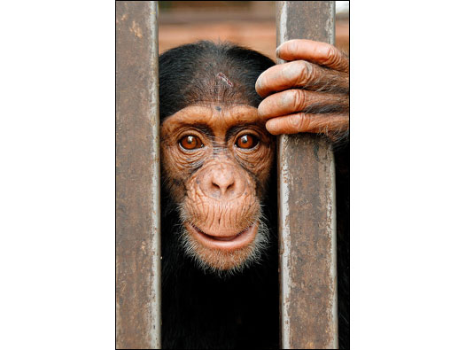 Chimpanzé (Foto: Russ Mittermeier)