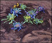 David Burrows - New Life installed at the Chisenhale Gallery, London. Courtesy the artist and f a  projects London 2004