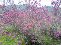 تپه گل غندی