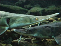 ماهی خاويار