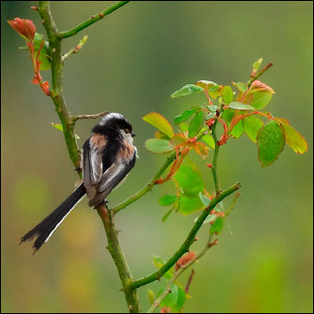 Long Tailed Tit