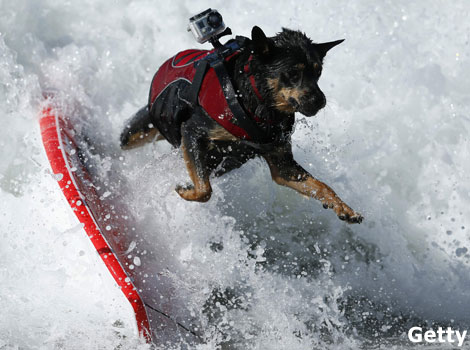 A dog surfs as part of the Surf City Surf Dog contest in Huntington Beach.