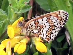A Glanville Fritillary butterfly. © Dylan Winter