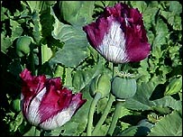 अफ़ीम की खेती