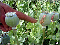 مزرعه خشخاش در افغانستان