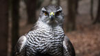 Goshawk