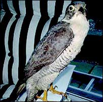 Falcão (foto: Ifaw)