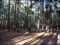 Afternoon autumn sunshine in a wood