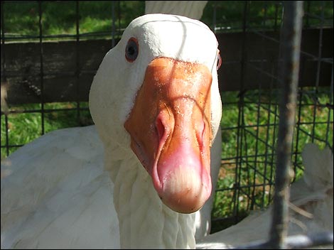 Goose Auction
