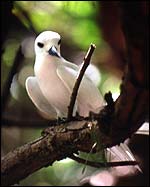 Fairy Tern