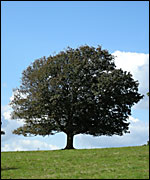 A tree at Saltram