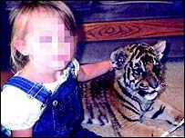 Filhote de tigre (foto: Ifaw)