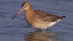 Black tailed godwit