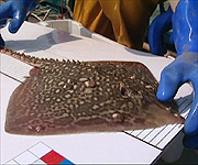 The Thornback Ray being measured before being tagged as part of the project. by CEFAS