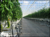 种植西红柿的温室