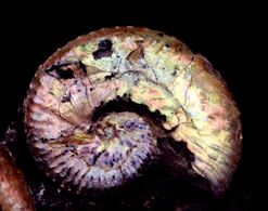 80 million year old Ammonite with its original colour ...