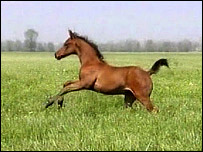 پيه راز-کرايوزوتک-استاليون، اسب همانندسازی شده