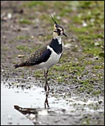 A lapwing (RSPB)