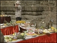 banquete para macacos