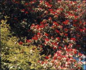 बुरांश के पेड़