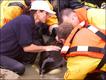 Foto: British Divers Marine Life Rescue