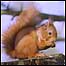 Abernethy Forest (Image: Red Squirrel)