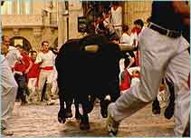 Bull chasing crowds in Pamplona.
