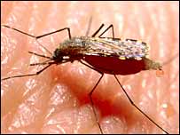 मच्छर