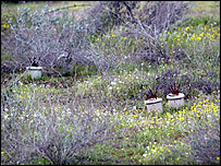 گفته می شود شانزده ميليون مين خنثی نشده در ايران باقی مانده است (عکس از مرکز مين زدايی ايران)