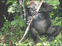 گوريل هنگام استفاده از ابزار