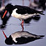 Oystercatcher (Image: c/o RSPB Images adn Chris Gomersall)