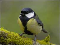 Great Tit