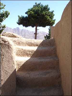 رويا دهقان پور